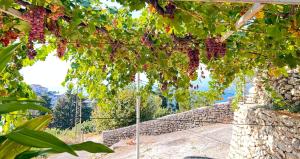 Apartment Djakonovic Mladen