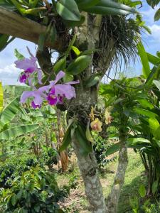 Hotel Boutique La Ceiba