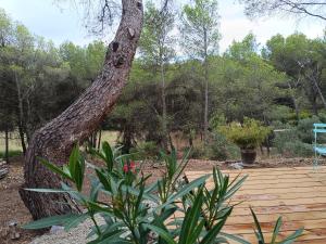 Appartements Escapade sous les pins 20m2 : photos des chambres