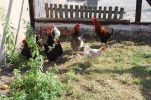 Ferienhaus Honigberg