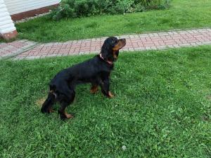 Resort Kurjenoja Homestay