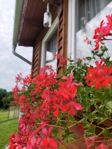 Dámszarvas Vendégház