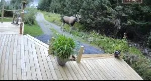 Hytte på Bleik I gangavstand til fjellet Måtind NB Må vaskes etter endt leie eller betale 1100 for rengjøringshjelp - Skarstein