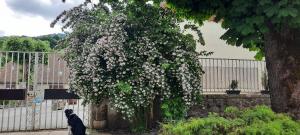 B&B / Chambres d'hotes Les Vagabonds du Mont : photos des chambres