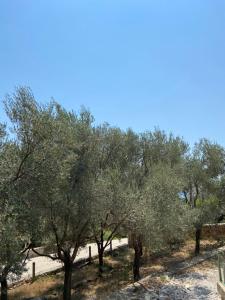 Olive stone house, Ulcinj