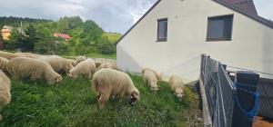 Domek Nad Czorsztynem