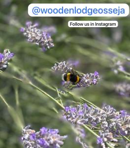 Wooden Lodge