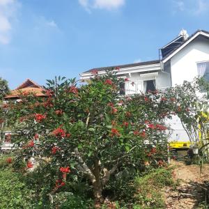 Biệt thự Tiêu chuẩn (Standard Villa)