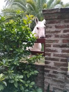 Chacra Don Canale - Álvarez Jonte