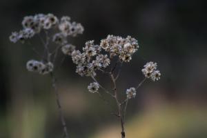 Foresta Village Late Checkout Apartment