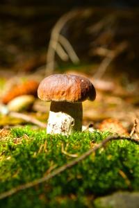 Osada Aurora Całoroczne domki z jacuzzi z widokiem na jezioro i góry