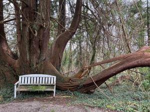 Sonas Mount Trenchard