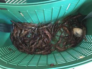 Maison dans le sud du Morbihan près de la mer