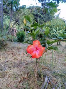 Botón de oro hostal