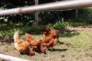 Agroturisme Sant Dionis