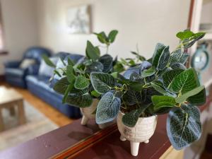 Dalton Street Bungalow