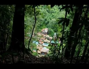 Bukit lawang free transpot free room - Bohorok