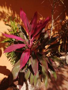 Suites de Piedra y Colores en Chichen Itzá