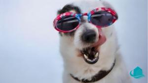 2B at Swansea cosy cottage, outdoor pet friendly