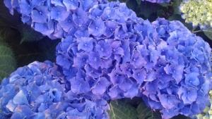 Maisons de vacances Demeure de Kerevel : photos des chambres