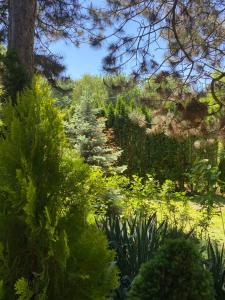 Brvnara oaza mira - Devojacki bunar