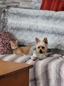 Maisons d'hotes Gite et Tiny de La Terriere -Dordogne en Perigord : photos des chambres