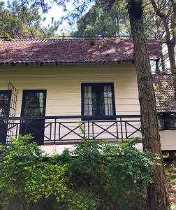 Smiling Pine Dalat - Thông Reo