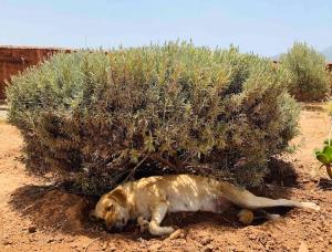 Dar Zitoune , charme et authenticité