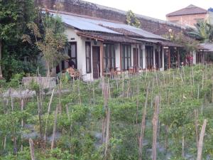 Rosella Cottages - Homestay - Yogyakarta