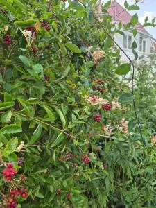 Rustherberg - Ter Apel