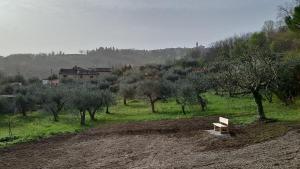 Casa Olive