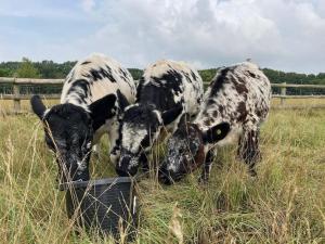 The Bothy, with a natural swimming pool