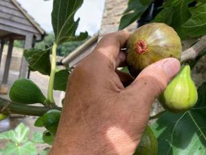 The Bothy, with a natural swimming pool