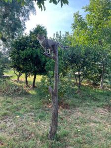 Camping villa lake shkodra