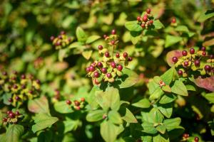 Afonsos House Gerês I