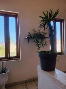 Casa Victoria Vista al mar 2 blocks Malecon with Rooftop