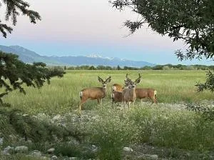 Mountain View Retreat - إنيس