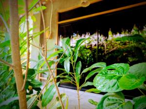 The Ohm Siargao Resort