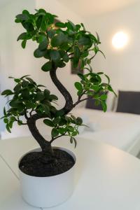 Appartements Studios cosy Nice : photos des chambres