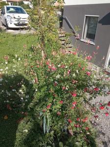 Appartements Le jardin d-Horace o Im Garten von Horaz : photos des chambres