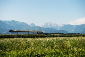 Mojcas nest apartment