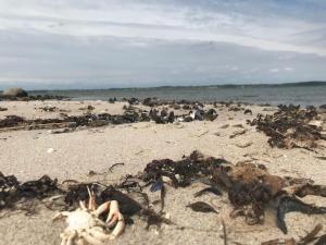 Strandgården på Skarø med færge fra Svendborg