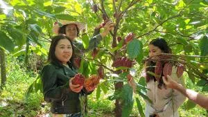 La cacaoyère - Confiance