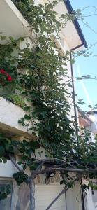 Alojamento local Os Maias