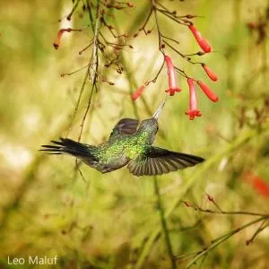 Jardim Secreto Suite Araras - أراراس بتروبوليس