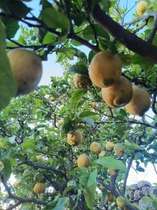 Dimora del Pittore, Usellus img29