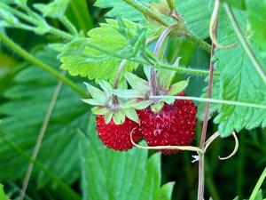 Inn Serendipity Eesti