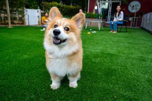 Barn House Pet Friendly