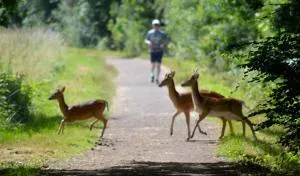 Cosy Attic Flat East London - Snaresbrook