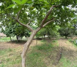 Bagicha farmstay - Near Jolly Grant Airport - Lachhīwāla